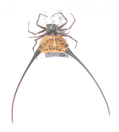 Réf. 84 926 : Macracantha arcuata