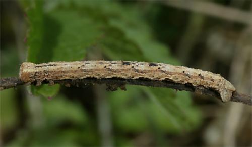 Alcis repandata