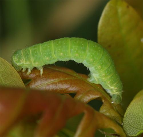 Epirrita sp.