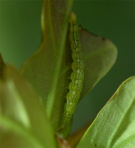 Ypsolopha ustella