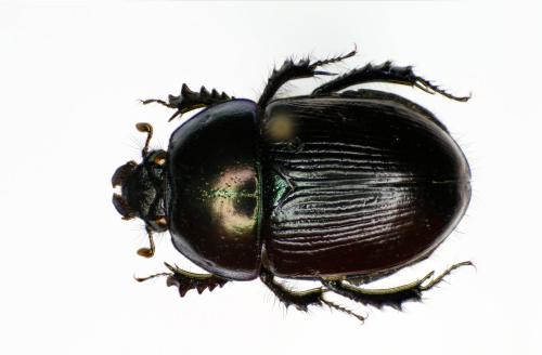 Geotrupes mutator