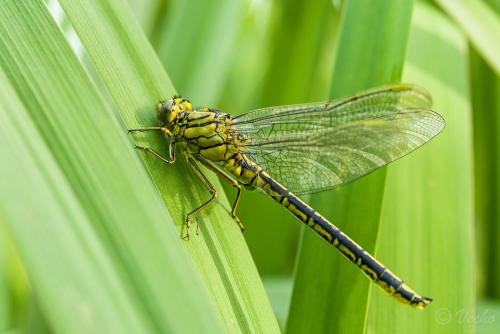 Gomphus pulchellus