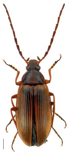 Réf. 84 757 : Gonodera luperus