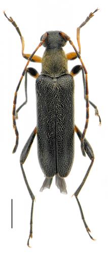 Réf. 84 772 : Grammoptera ruficornis