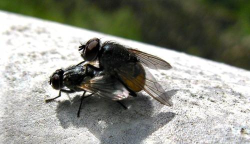 Musca autumnalis