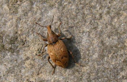 Réf. 84 264 : Graptus triguttatus