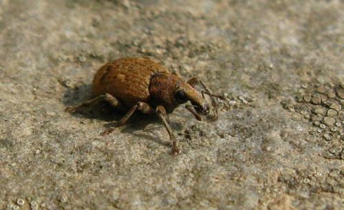 Réf. 84 265 : Graptus triguttatus