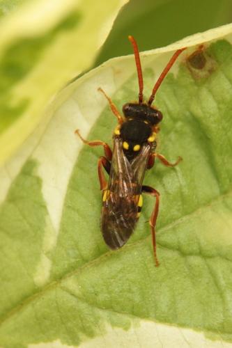 Réf. 84 682 : Nomada sp.