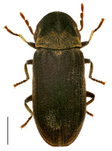 Réf. 84 095 : Hadrobregmus denticollis