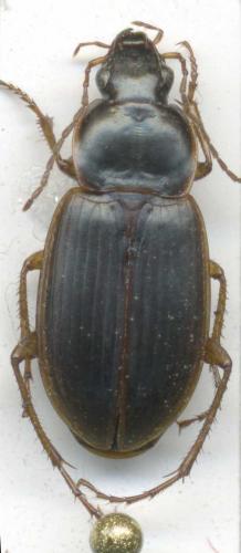 Calathus circumseptus