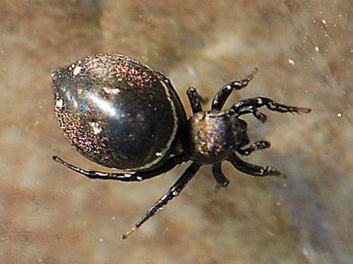 Réf. 84 897 : Heliophanus kochii