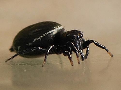Réf. 84 898 : Heliophanus kochii