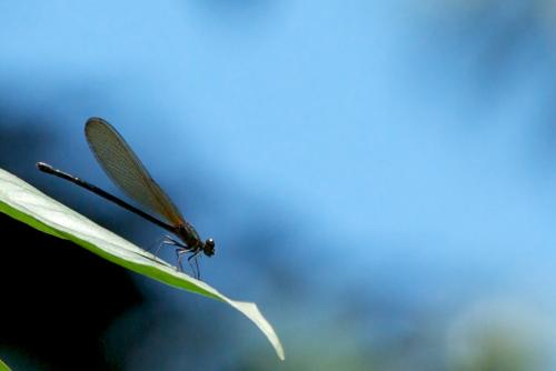 Hetaerina moribunda