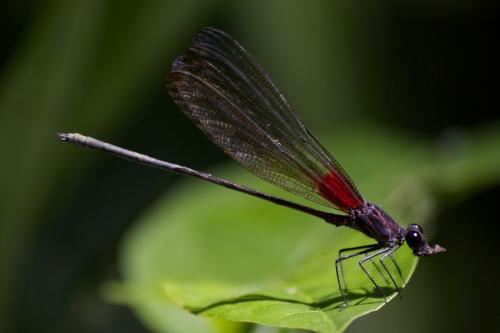 Hetaerina moribunda