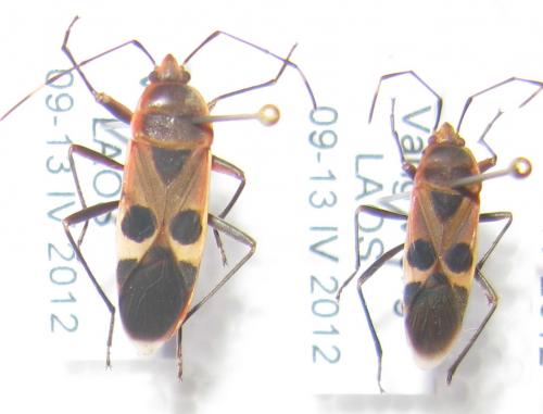 Physopelta gutta