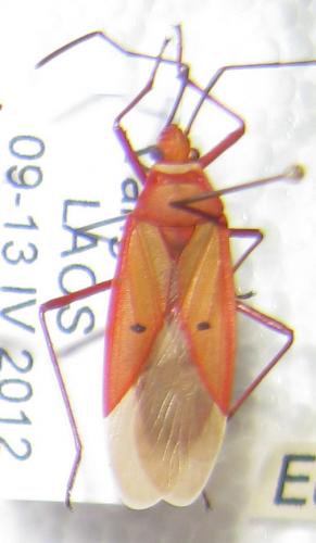 Dysdercus sp.