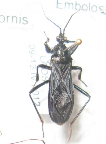 Lestomerus affinis