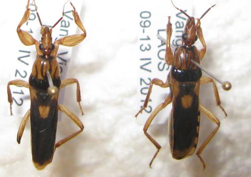 Réf. 84 988 : Sirthenea flavipes