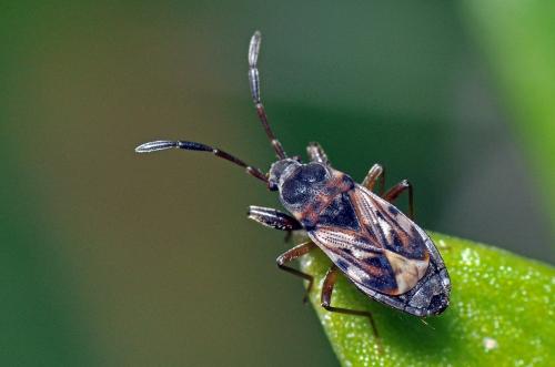 Réf. 84 727 : Scolopostethus sp.