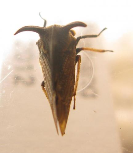 Réf. 84 990 : Centrotus sp.