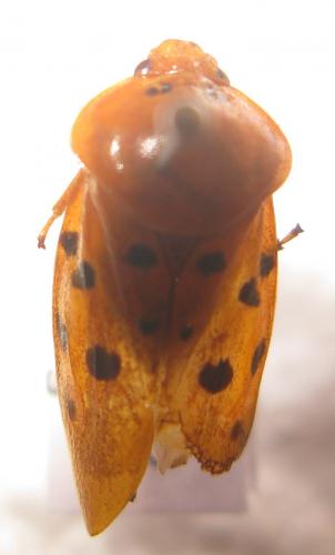 Réf. 84 992 : Cosmoscarta septempunctata