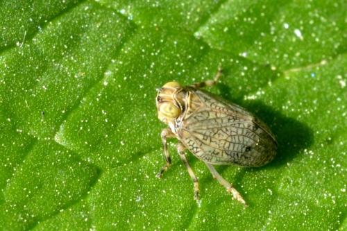 Issus coleoptratus