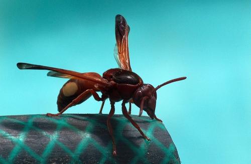 Réf. 84 999 : Rhynchium oculatum