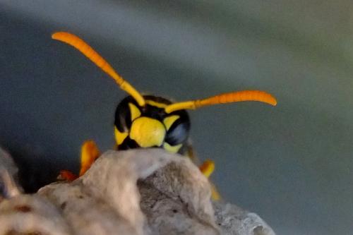 Polistes dominula