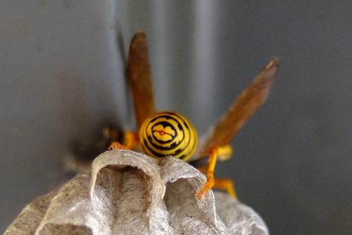 Polistes dominula