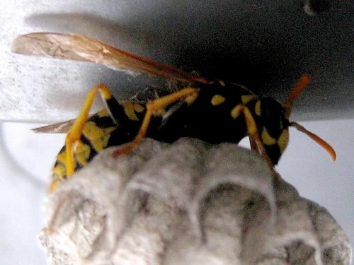 Réf. 84 807 : Polistes dominula