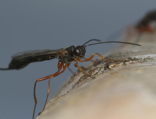 Réf. 84 178 : Rhyssella approximator