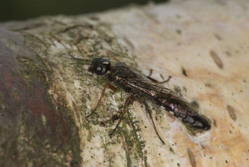 Xiphydria camelus