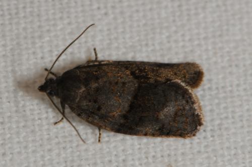 Syndemis musculana