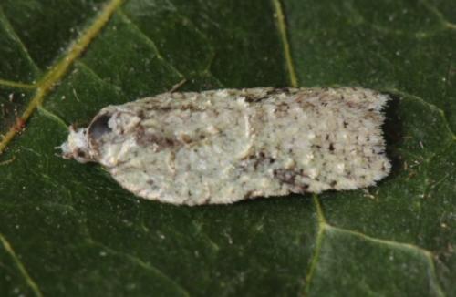 Acleris literana