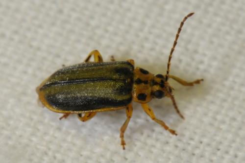 Réf. 84 335 : Xanthogaleruca luteola
