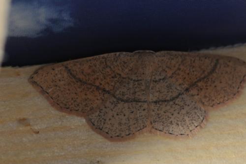 Cyclophora sp.