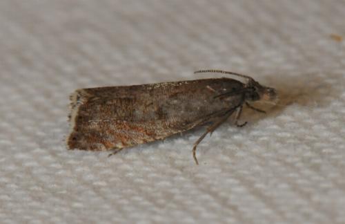 Dichrorampha sedatana