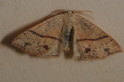 Réf. 84 841 : Cyclophora punctaria