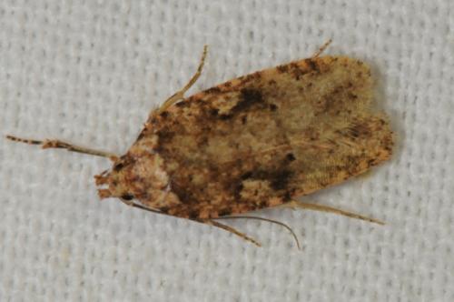 Réf. 84 994 : Agonopterix ferocella