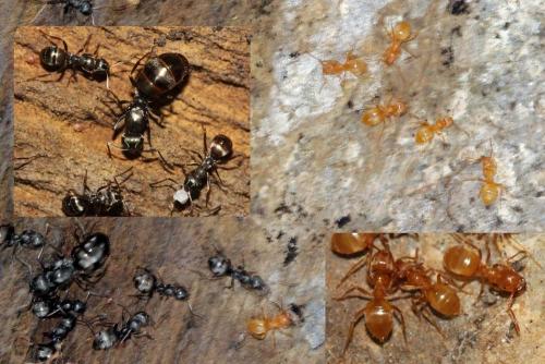 Réf. 84 405 : Formica fusca