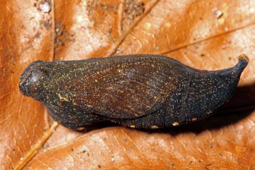 Réf. 84 401 : Lasiommata sp.