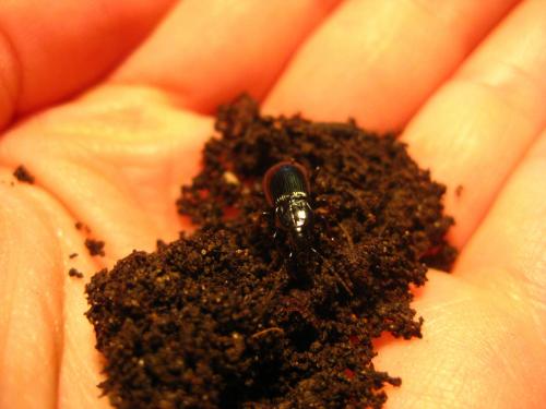Pterostichus oblongopunctatus