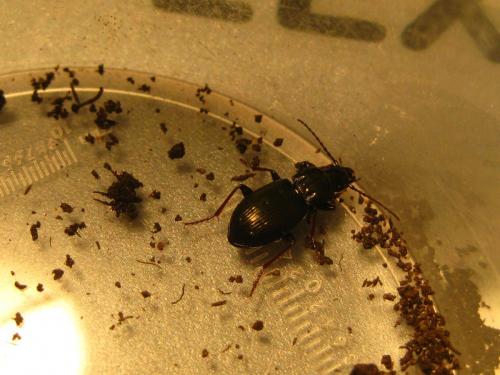 Réf. 84 186 : Pterostichus oblongopunctatus