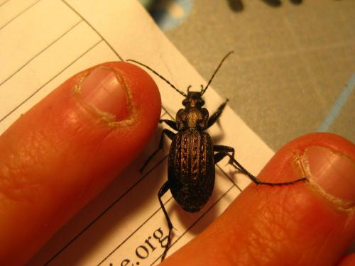Réf. 84 187 : Carabus granulatus
