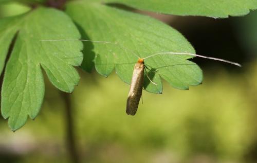Nematopogon sp.