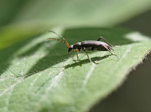 Grammoptera ruficornis