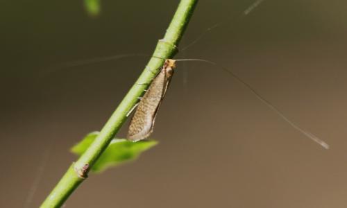 Nematopogon sp.