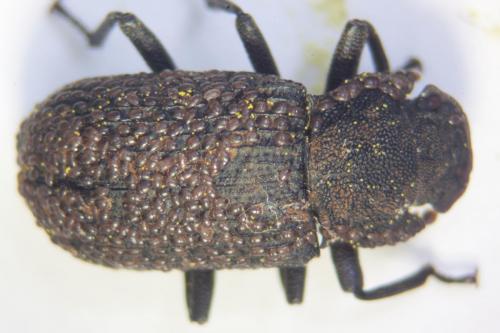 Réf. 84 515 : Bolitophagus reticulatus