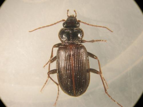 Nebria brevicollis