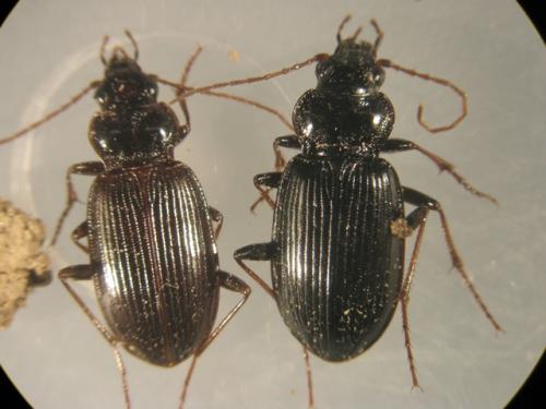 Nebria brevicollis